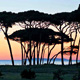 La pineta e il mare di Baratti - Costa degli Etruschi, Livorno